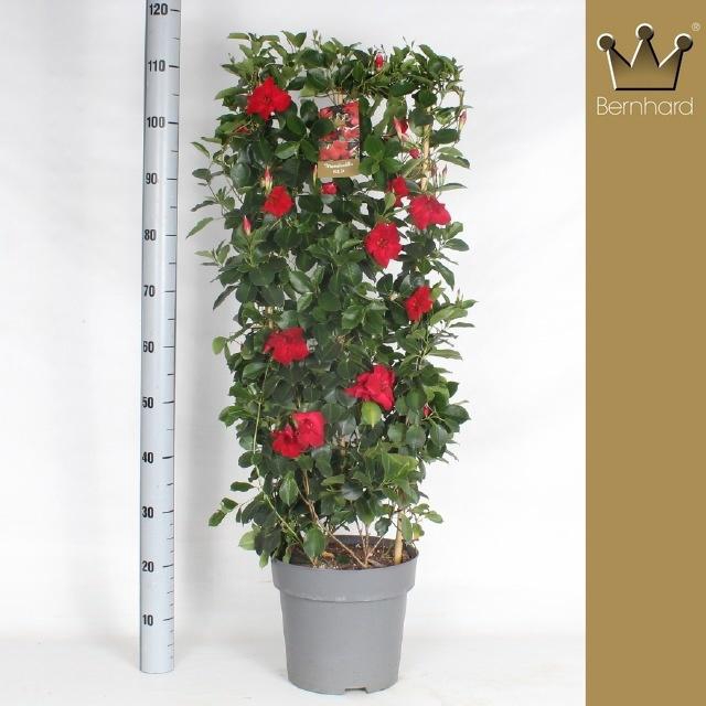 <h4>MANDE SUN VELVET RED</h4>