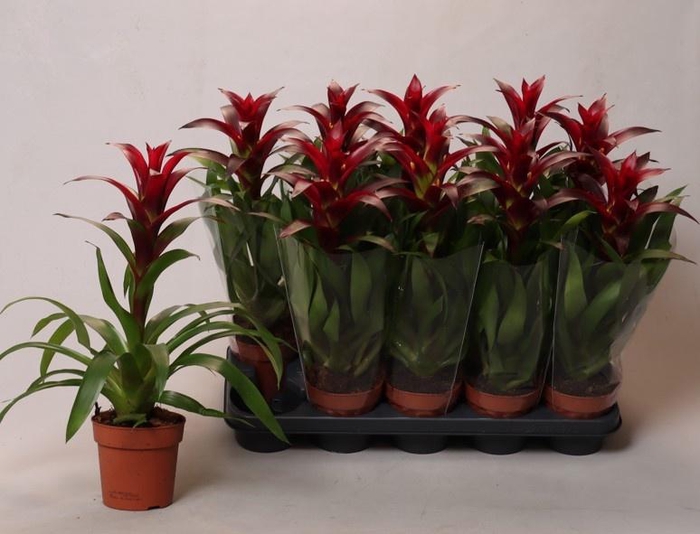 <h4>GUZM NEXTARA</h4>