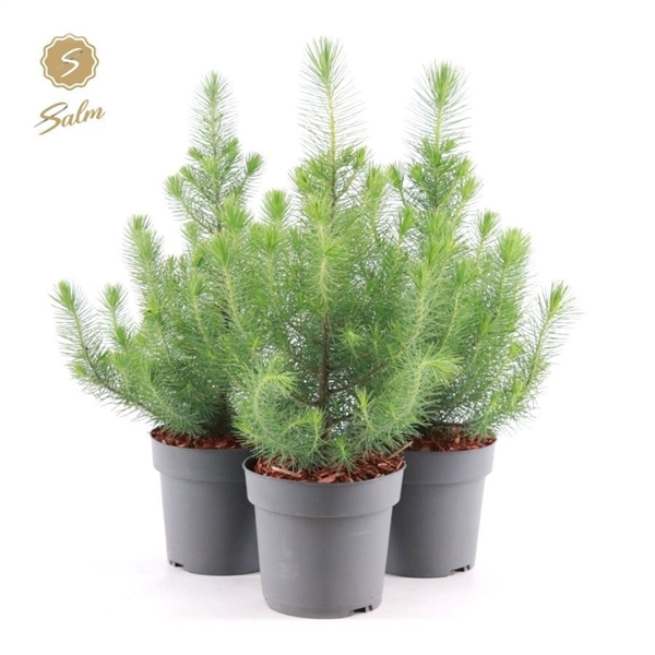 <h4>Pinus pinea 'Silver Crest' P17 40-50</h4>