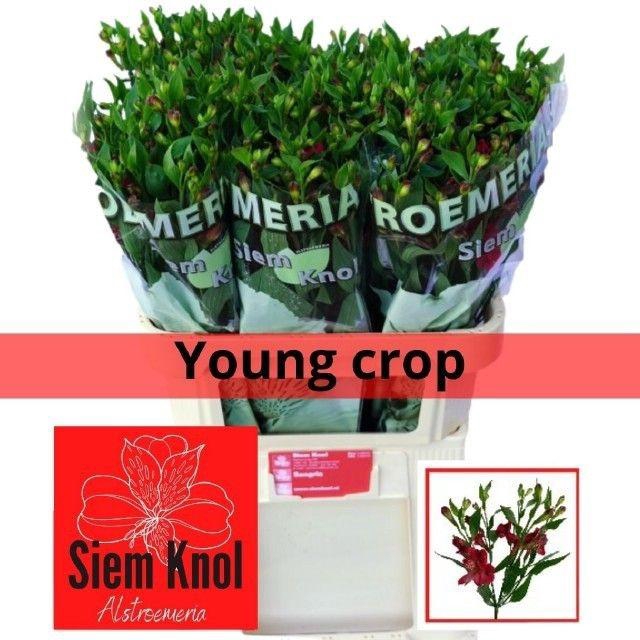 <h4>ALST FL SANGRIA#</h4>