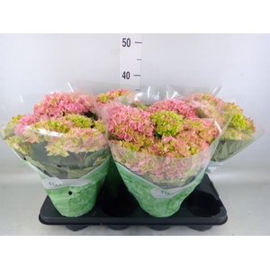 Hydrangea mac. 'Hi River'