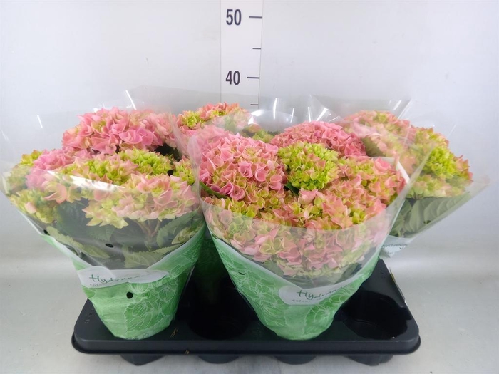 <h4>Hydrangea mac. 'Hi River'</h4>