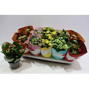 Kalanchoe Double Deluxe Mix Stadium