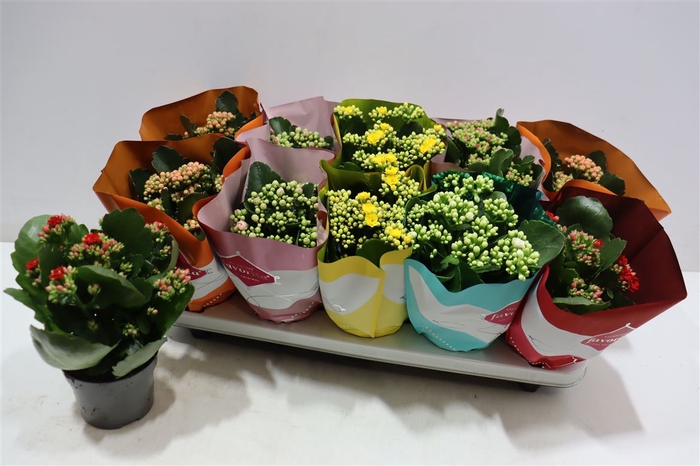 <h4>Kalanchoe Double Deluxe Mix Stadium</h4>