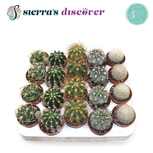 CACTUS GEM
