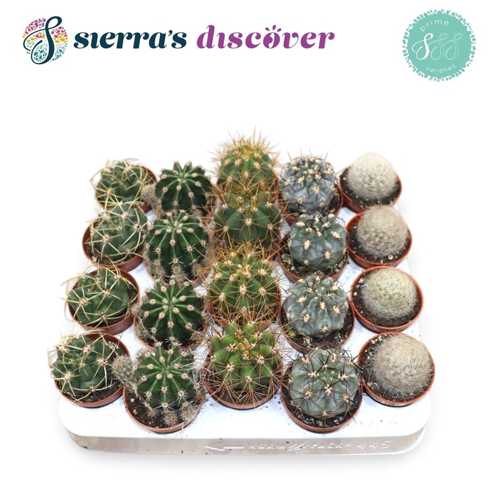 <h4>CACTUS GEM</h4>