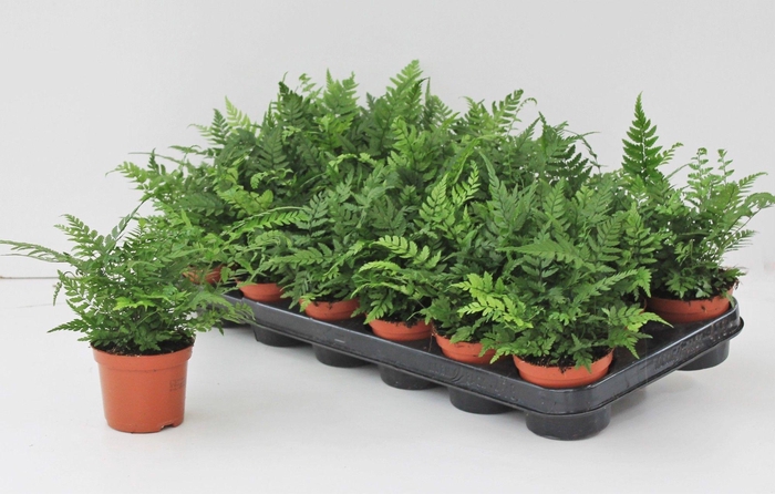 Athyrium Spicatum
