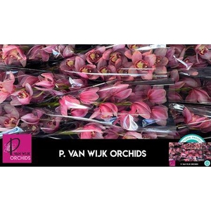 Cymb T Mystery Pink Blossom