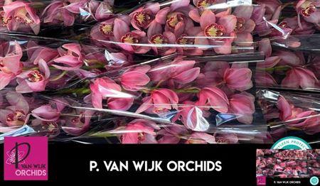 <h4>Cymb T Mystery Pink Blossom</h4>