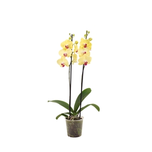 Phal Geel 2T14+