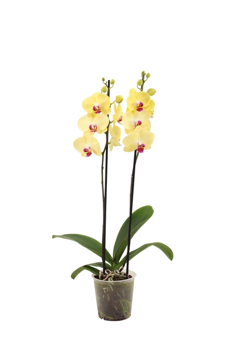 <h4>Phal Geel 2T14+</h4>