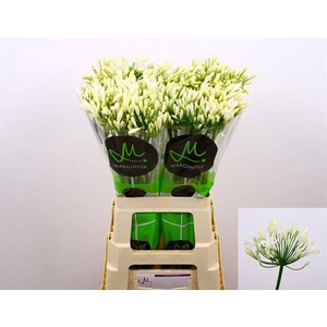 Agapanthus gletsjer