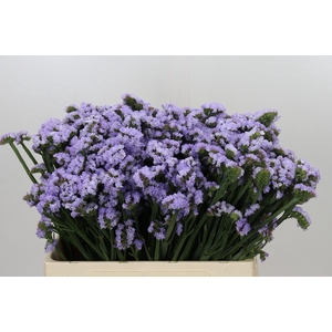 Limonium Sinuatum Donau Birds