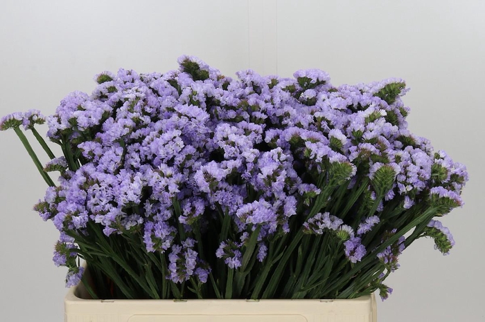 <h4>Limonium Sinuatum Donau Birds</h4>