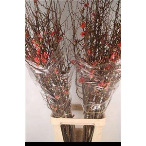 T Chaenomeles Superba