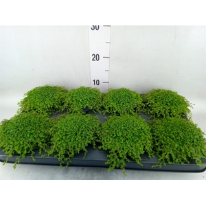 Soleirolia soleirolii   ...green