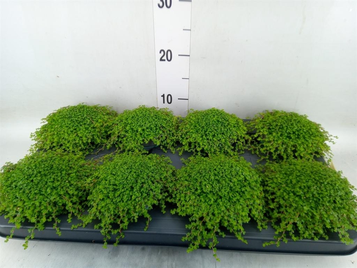 <h4>Soleirolia soleirolii ...green</h4>