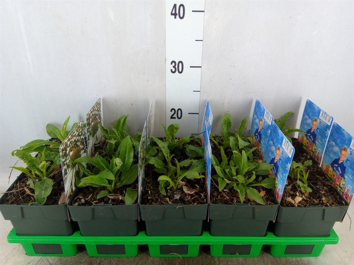<h4>Echinacea purp. 'Powwow White'</h4>