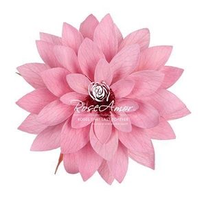 Dalia Pin06