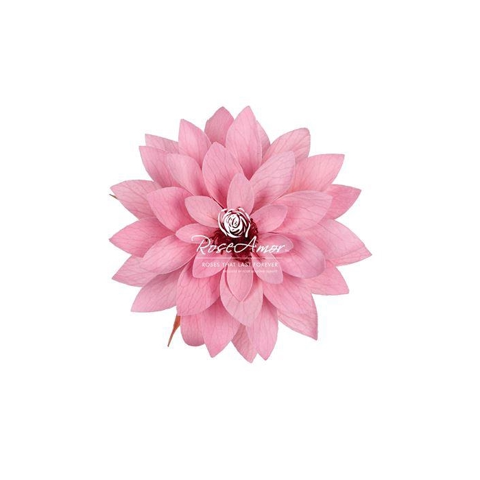 <h4>Dalia Pin06</h4>