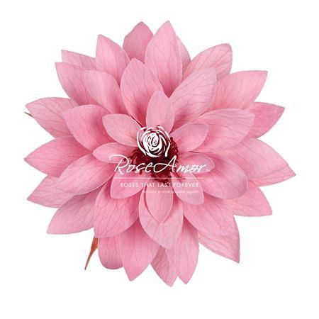 Dalia Pin06