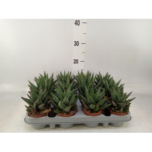 xGasterhaworthia  'Royal Highness'