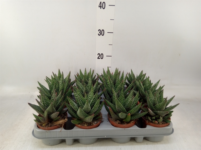 <h4>xGasterhaworthia  'Royal Highness'</h4>