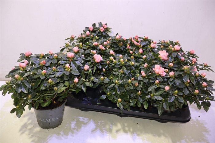 <h4>Rhodo Si Aiko Rose</h4>