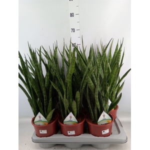 Sansevieria zeylanica 'Greenline'