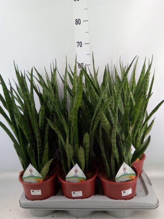 <h4>Sansevieria zeylanica 'Greenline'</h4>