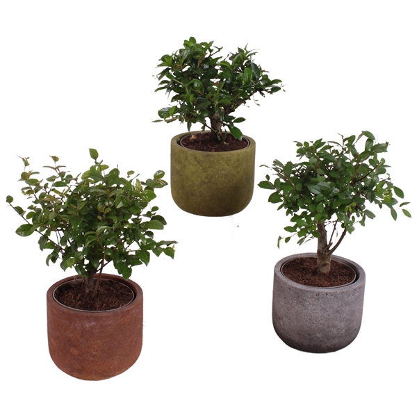 <h4>Bonsai Indoor Mix Ø 9cm Ball Shape in Ø11cm Ceramic NT467</h4>