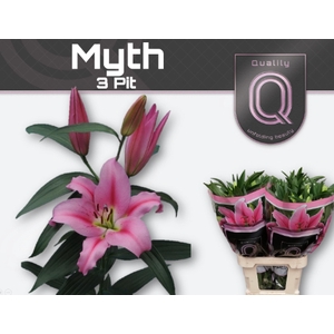 LI OT MYTH 3+