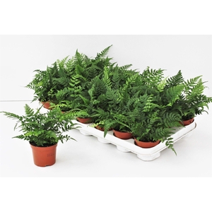 ATHYRIUM OV