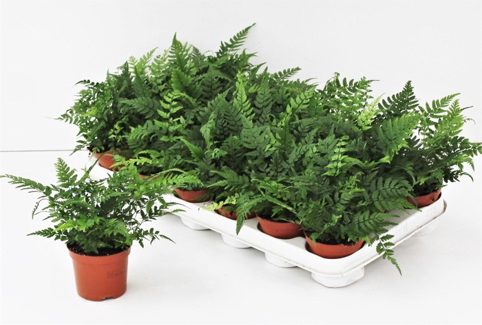 <h4>ATHYRIUM OV</h4>