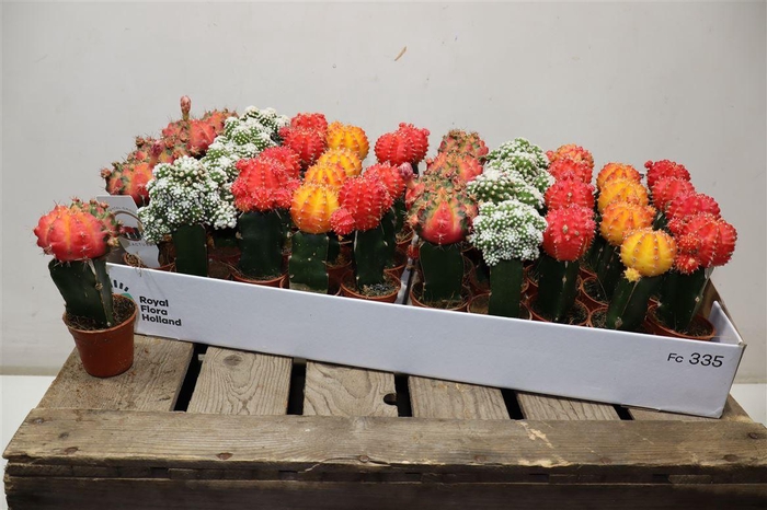 <h4>arr8 Cactus Gem</h4>