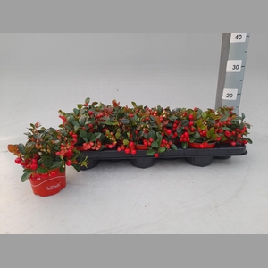 GAULTHERIA P V BERRY