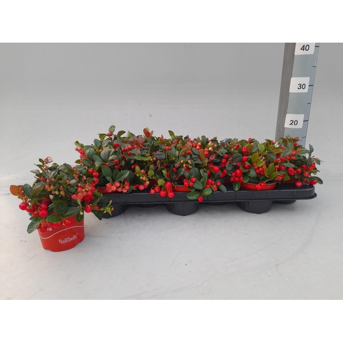 <h4>Gaultheria procumbens Verry Berry 10Ø 25cm</h4>