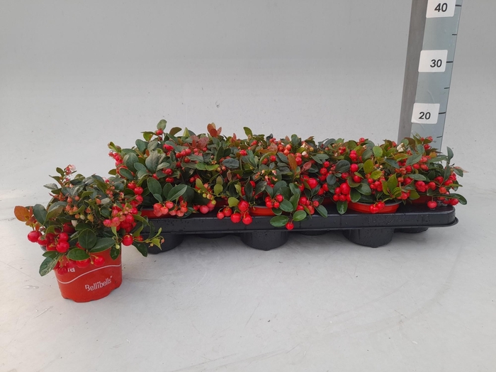 <h4>GAULTHERIA P V BERRY</h4>