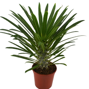 Pachypodium lamerei