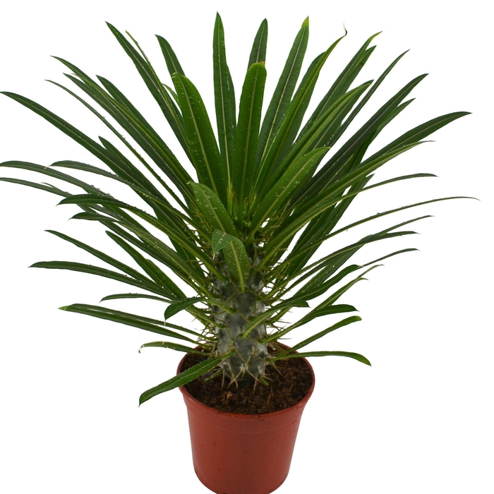 <h4>Pachypodium lamerei</h4>