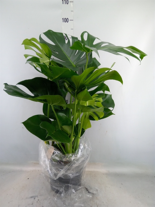 <h4>Monstera delic.</h4>