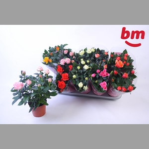 RO B MONDE GEM 6 SRT