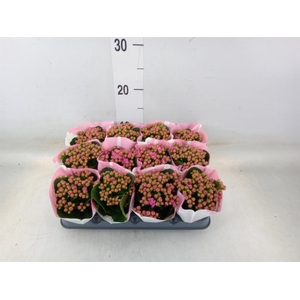 Kalanchoe  'RoseFlow Katie'