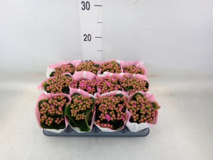 <h4>Kalanchoe  'RoseFlow Katie'</h4>