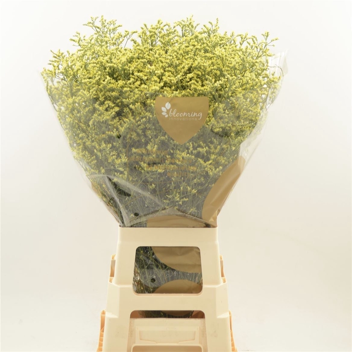 <h4>Limonium sinense 'China Summer'</h4>