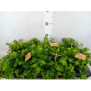 Peperomia rotundifolia