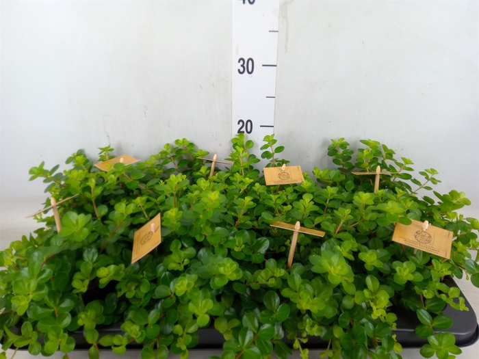<h4>Peperomia rotundifolia</h4>