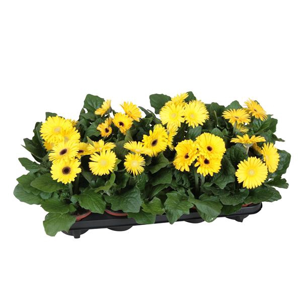 <h4>Gerbera belicht 2+bl 12cm excellent geel (diverse kleurtinten).</h4>