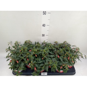 Fuchsia  'Bella Fuchsia Hilda'