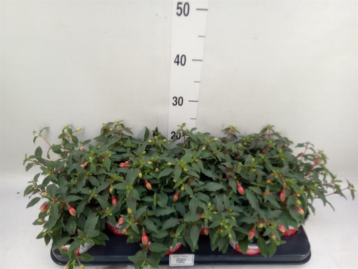<h4>Fuchsia  'Bella Fuchsia Hilda'</h4>